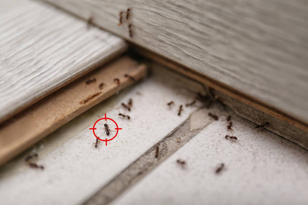 Best Pest Control Near Me in York, AL