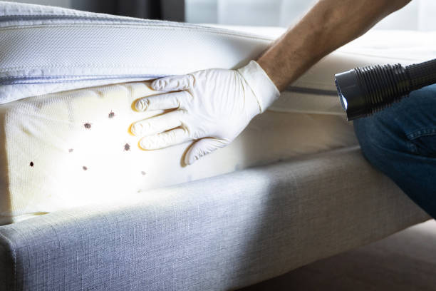 Best Affordable Pest Control Services  in York, AL