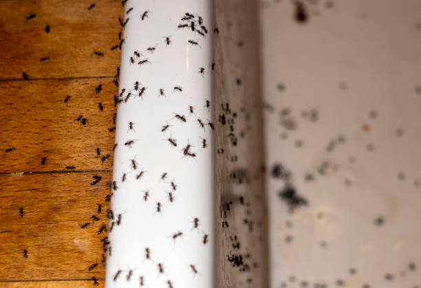 Best Best Pest Control Companies  in York, AL