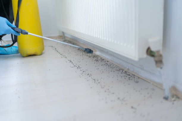 Best Wasp Removal Services  in York, AL